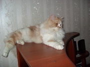 Дарю