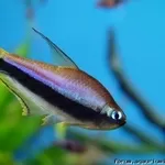 аквариумные рыбки - королевская тетра