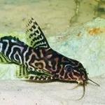 аквариумные рыбки - синадонтис