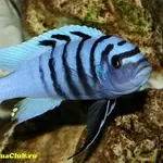 Аквариумные рыбки - Псевдотрофеус голубая зебра