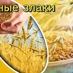 Фитококтейли ( Проросшие зерна пшеницы овса,  гречихи)