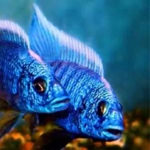 аквариумные рыбки - васильковый хаплохромис