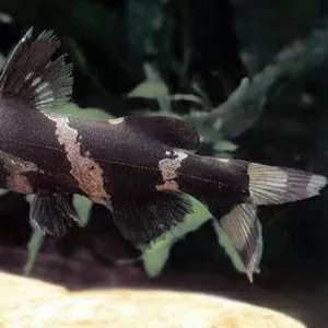 аквариумные рыбки - сиамская косатка