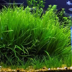 аквариумные растения - бликса японская