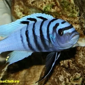 Аквариумные рыбки - Псевдотрофеус голубая зебра