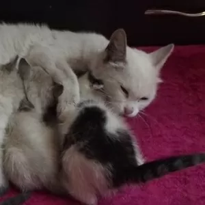Пристраивается кошка и 4 котенка
