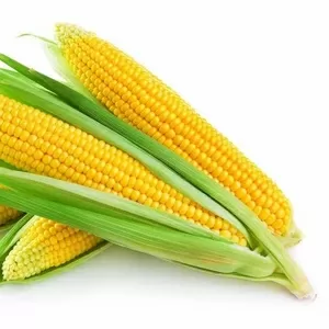 Продажа свежей кукурузы