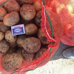 Картошка урожая 2018 года.