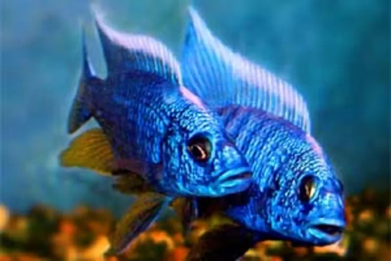 аквариумные рыбки - васильковый хаплохромис