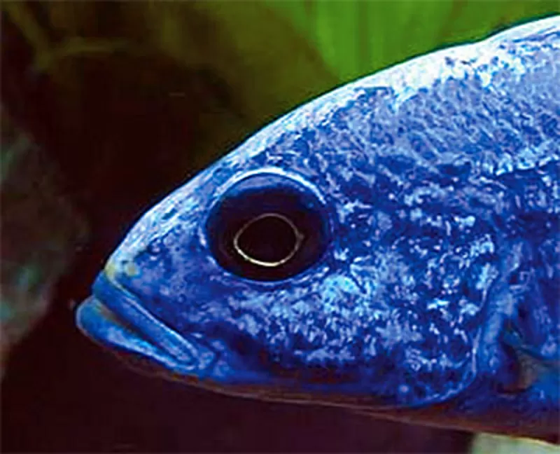 аквариумные рыбки - васильковый хаплохромис 2