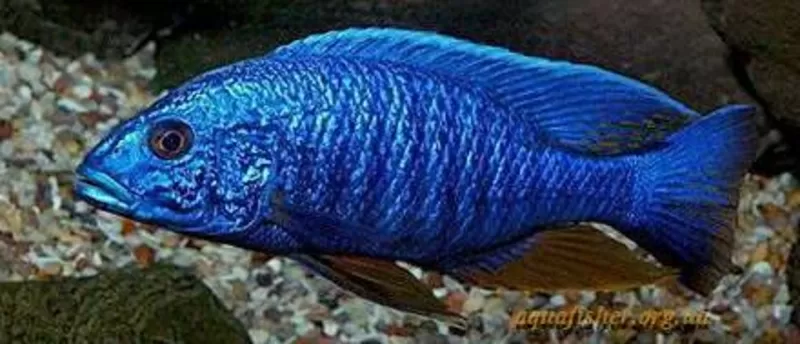 аквариумные рыбки - васильковый хаплохромис 4
