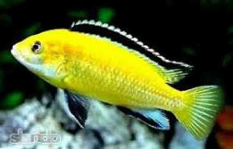 аквариумные рыбки - лабидохромис колибри 2