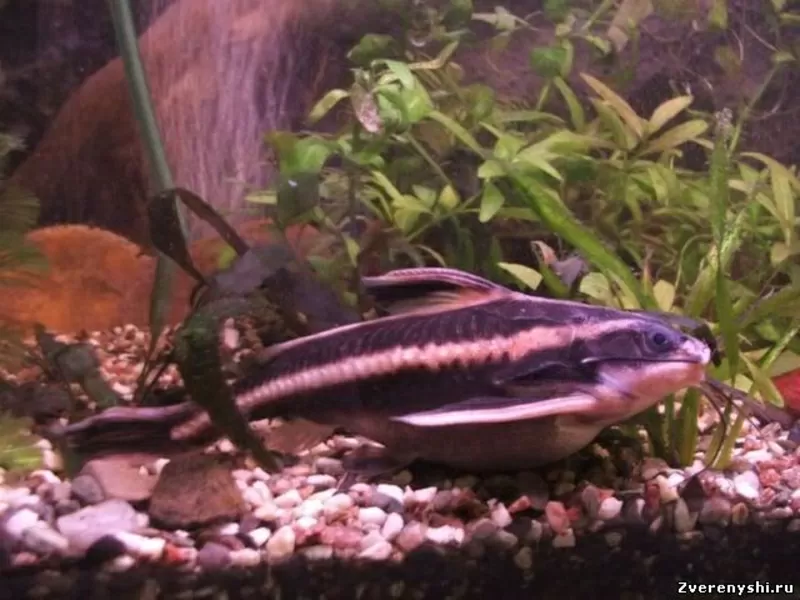 аквариумные рыбки - сомик платидорас 3