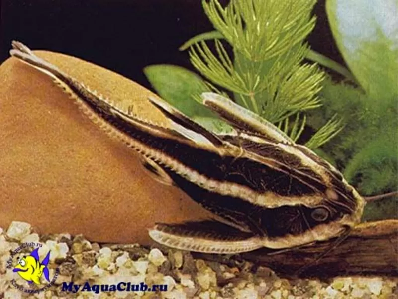 аквариумные рыбки - сомик платидорас 2