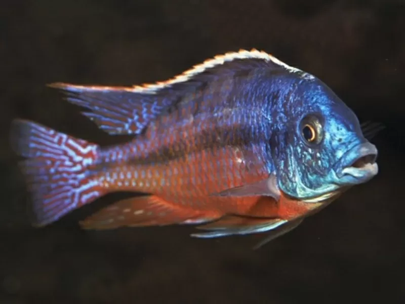 аквариумные рыбки - протамелас фенистратус 2