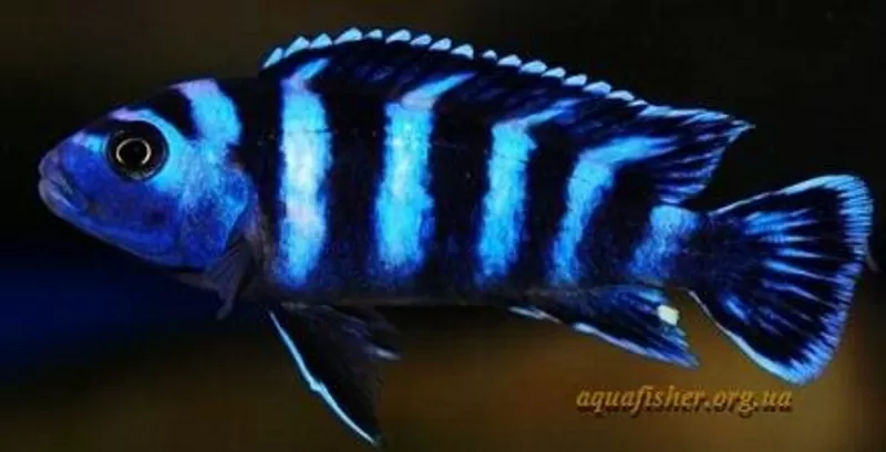 аквариумные рыбки - псевдотрофеус демасони 2