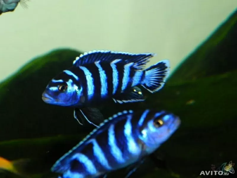 аквариумные рыбки - псевдотрофеус демасони 3