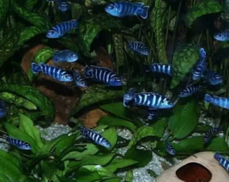 аквариумные рыбки - псевдотрофеус демасони 4