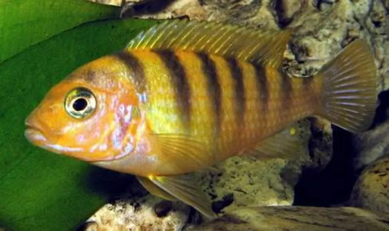 аквариумные рыбки - псевдотрофеус ломбардо 3