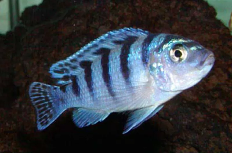 аквариумные рыбки - псевдотрофеус ломбардо 4