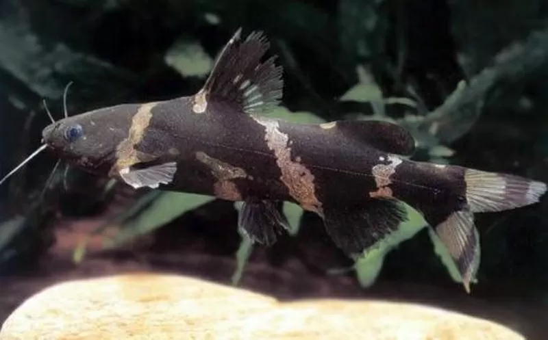аквариумные рыбки - сиамская косатка