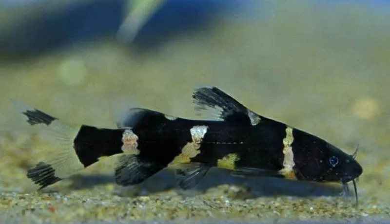 аквариумные рыбки - сиамская косатка 2