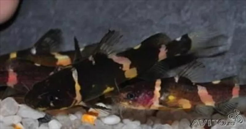 аквариумные рыбки - сиамская косатка 3