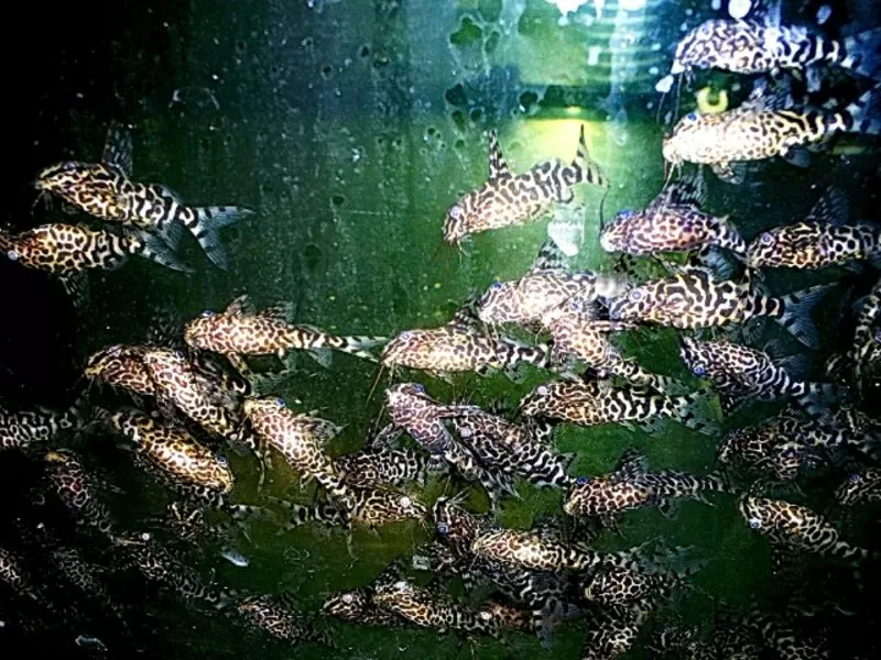 аквариумные рыбки - синадонтис 3