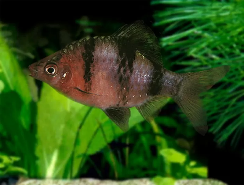 аквариумные рыбки - черный барбус 3