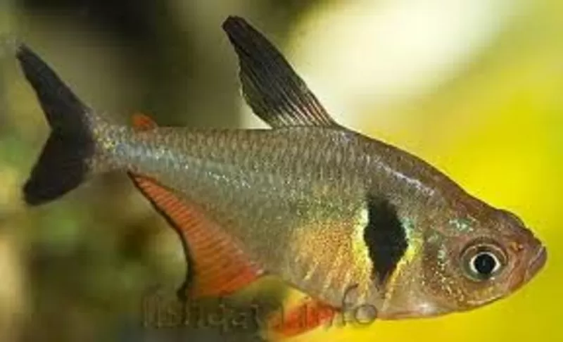 аквариумные рыбки - черный орнатус 3