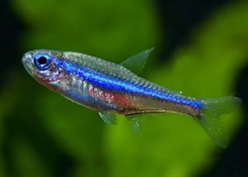 Аквариумные рыбки - неон (голубой,  черный) 2