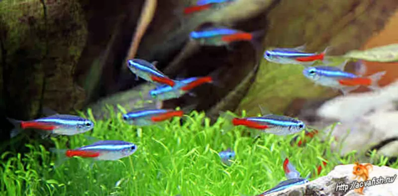 Аквариумные рыбки - неон (голубой,  черный) 5