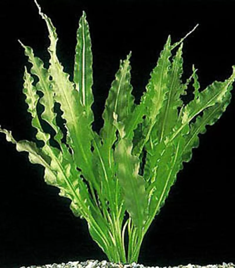 Аквариумные растения - апоногетон живородящий