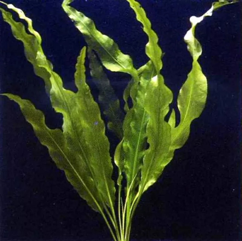 Аквариумные растения - апоногетон живородящий 2