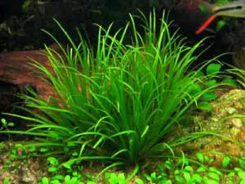 аквариумные растения - бликса японская 4