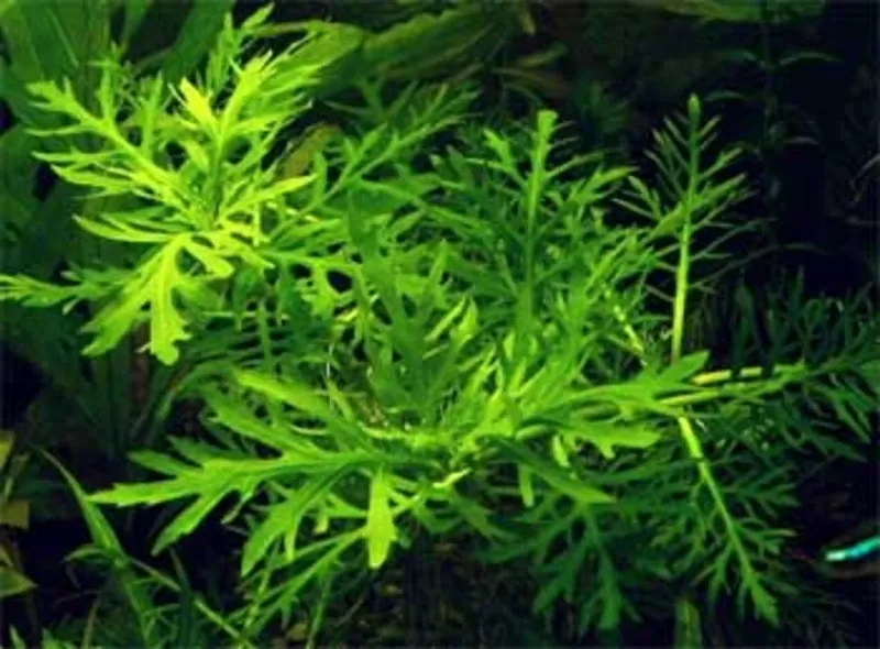 Аквариумные растения - гигрофила синема 4