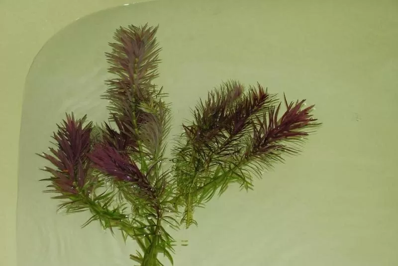 Аквариумные растения - лимнофила ароматика 4