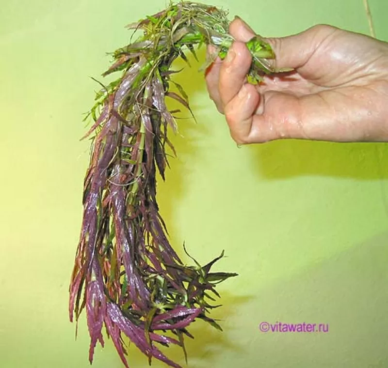 Аквариумные растения - лимнофила ароматика 5