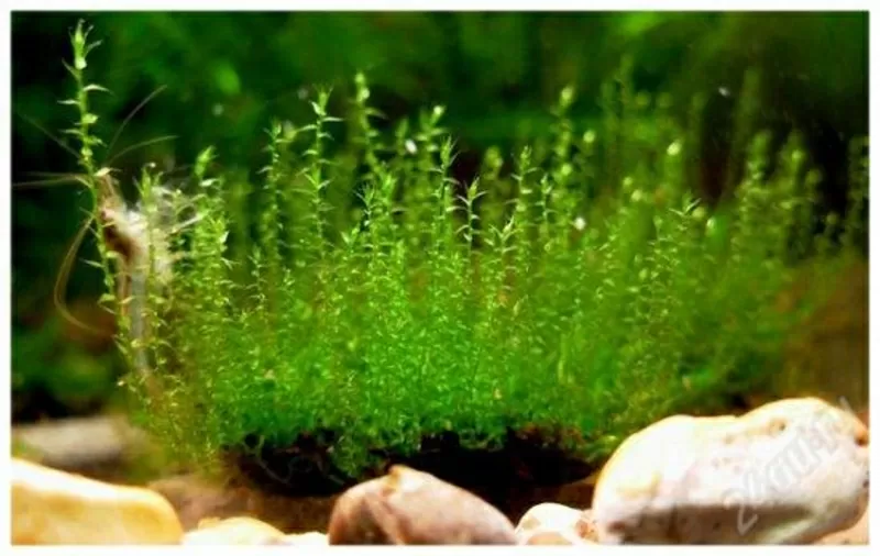 Аквариумные растения - мох стринг 2