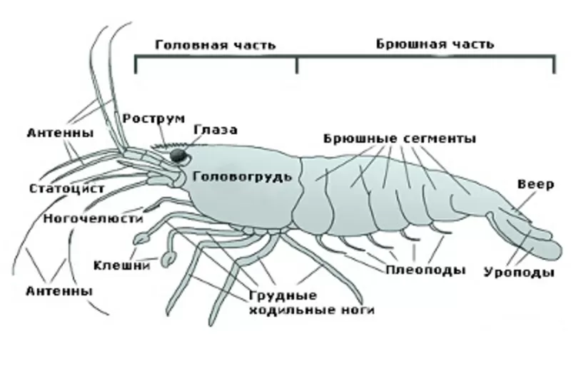 Аквариумный рак - мраморный 6