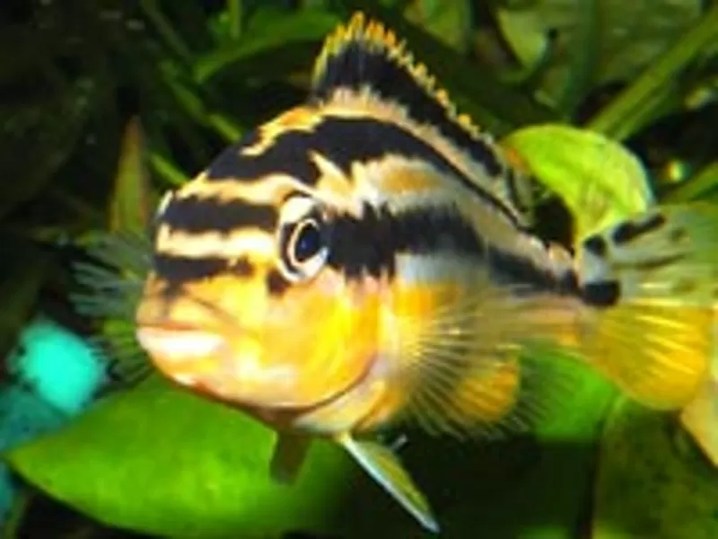 Аквариумные рыбки - меланохромис золотой ауратус
