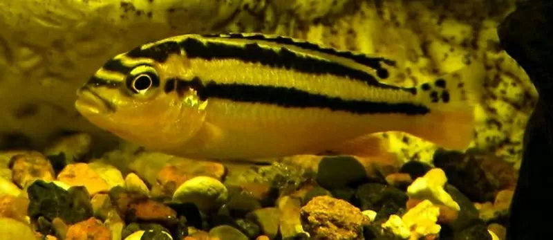 Аквариумные рыбки - меланохромис золотой ауратус 2