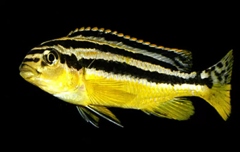 Аквариумные рыбки - меланохромис золотой ауратус 3