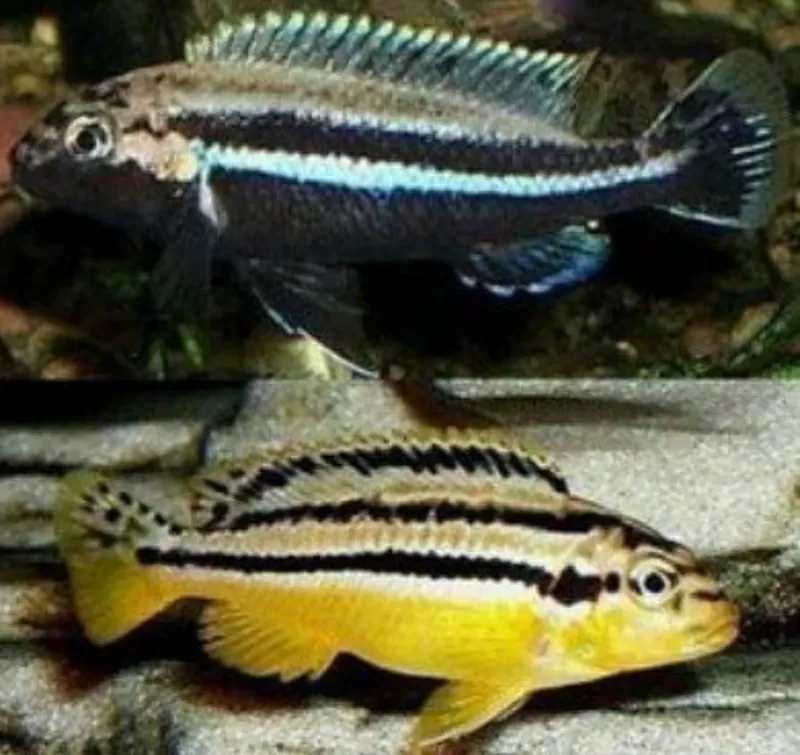 Аквариумные рыбки - меланохромис золотой ауратус 4