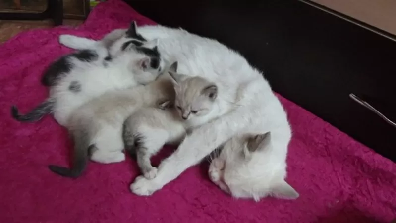 Пристраивается кошка и 4 котенка 3